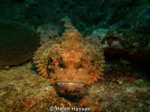 One good looking Stone fish by Helen Hansen 